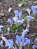 Crocus pulchellus (Fam. Iridaceae) (Europe Sud Est) (01) (Photo F. Mrugala)